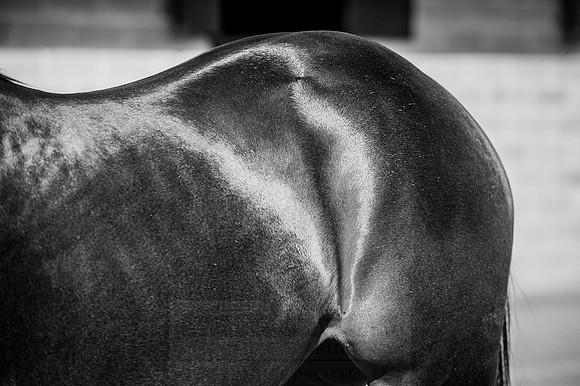 Goffs Orby 2015 -306 b w