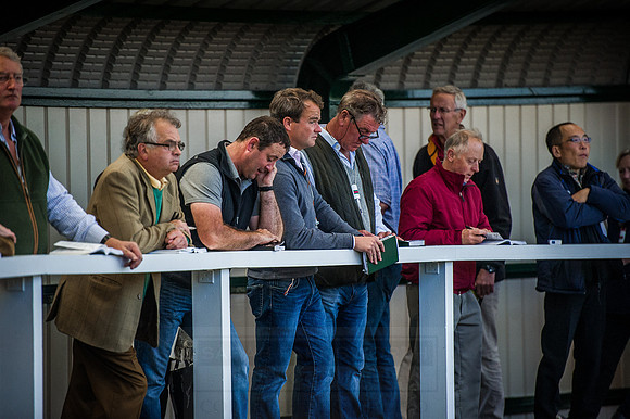 Goffs Orby 2015 -590