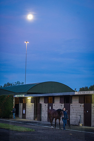 Goffs Orby 2015 -27