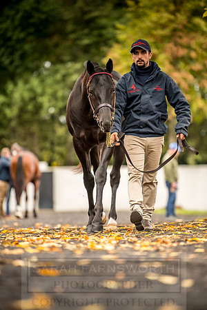 Goffs Orby 2018 Day 1-126