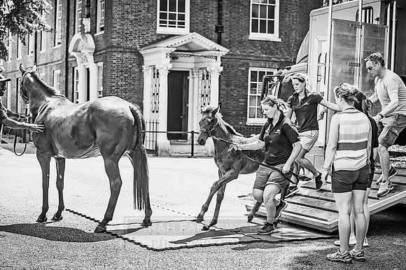 Goffs London Sale 2017-12
