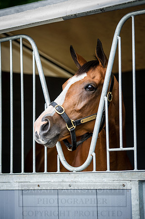 Goffs London Sale 2016-25