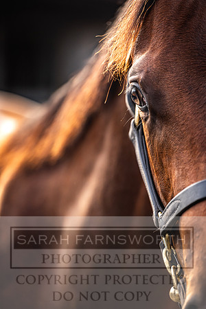 Goffs UK PY24-276