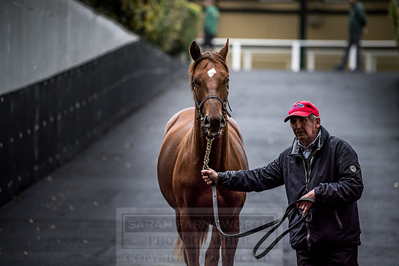 Goffs Orby 2018 Day 1-213