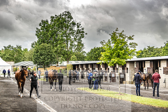 Goffs Land Rover Sale 2022-552