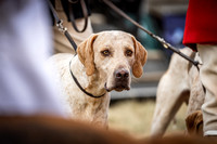Honiton Hound Show 2022-4