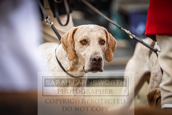 Honiton Hound Show 2022-4