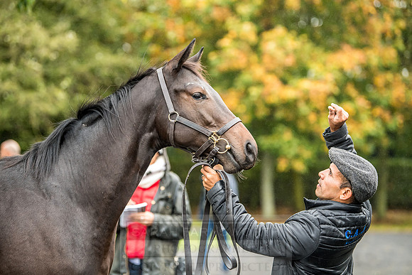 Goffs Orby 2018 Day 2-61