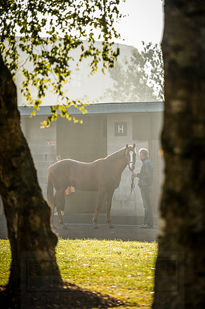 Goffs Orby 2015 -495