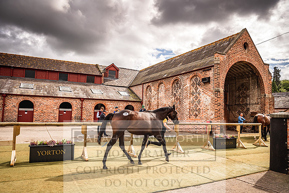 Goffs Yorton Sale 2022-197