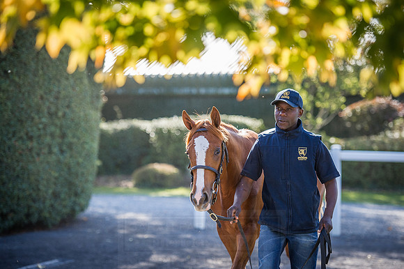 Goffs Orby 2015 -399