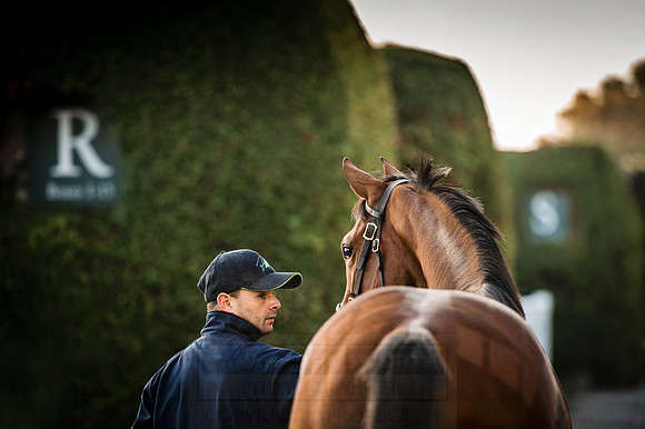 Goffs Orby 2015 -122