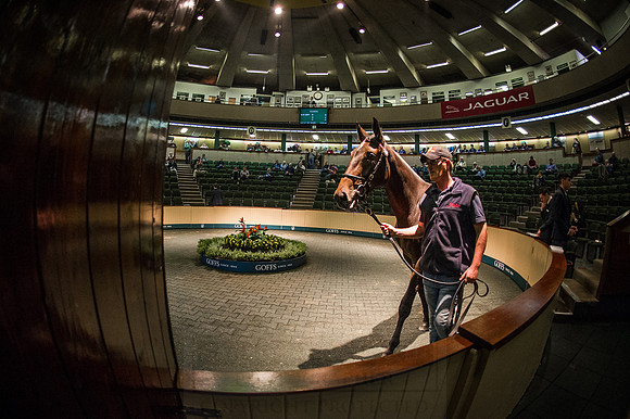 Goffs Orby 2015 -533