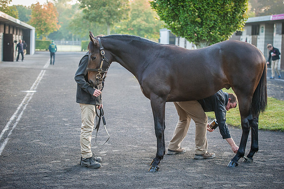 Goffs Orby 2015 -102