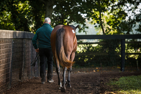 Goffs Orby 2015 -486