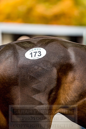 Goffs Orby 2018 Day 1-390