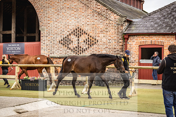 Goffs Yorton Sale 2022-102