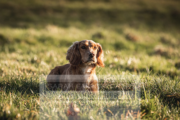 Avonmeadow Stud Dogs-124