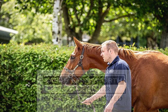 Goffs Land Rover Sale 2022-598