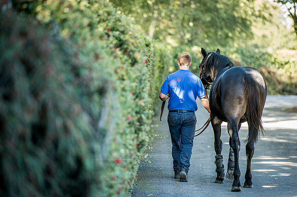 Goffs Orby 2015 -379