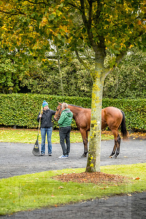 Goffs Orby 2018 Day 1-53