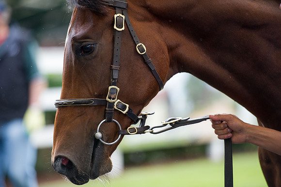 Goffs Orby14 CF5 423