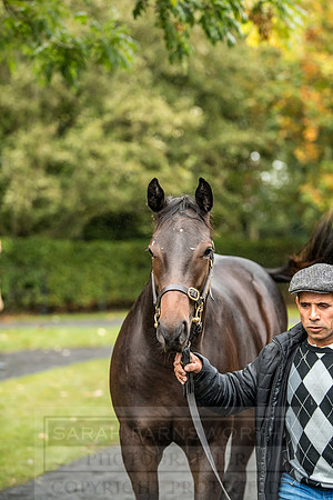 Goffs Orby 2018 Day 2-67