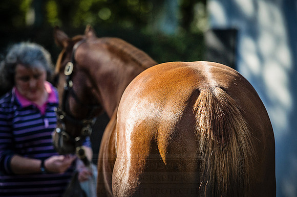 Goffs Orby 2015 -376