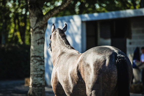 Goffs Orby 2015 -373