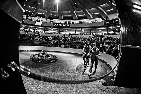 Goffs Orby 2018 Day 1-279