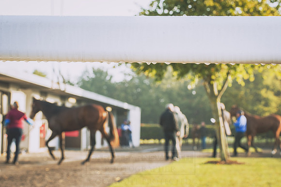 Goffs Orby 2015 -458