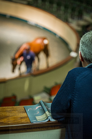 Goffs Orby 2015 -616