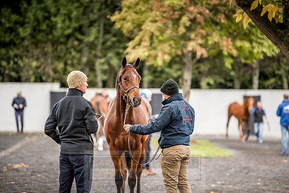 Goffs Orby 2018 Day 1-134