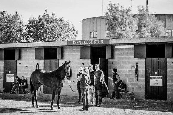 Goffs Orby 2015 -303 bw