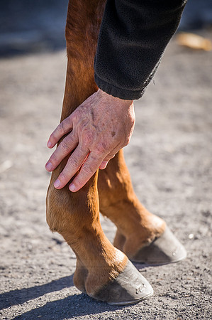 Goffs Orby 2015 -407