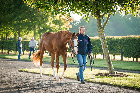 Goffs Orby 2015 -182