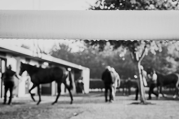 Goffs Orby 2015 -458 bw