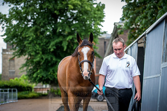 Goffs London Sale 2016-228