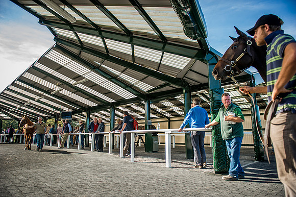 Goffs Orby 2015 -394