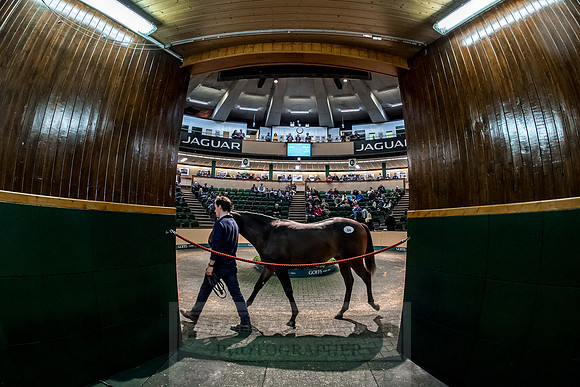 Goffs Orby 2018 Day 1-273