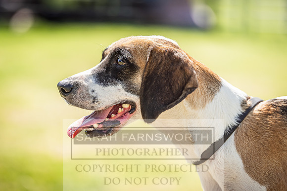 Rydal Hound Show 2022-145