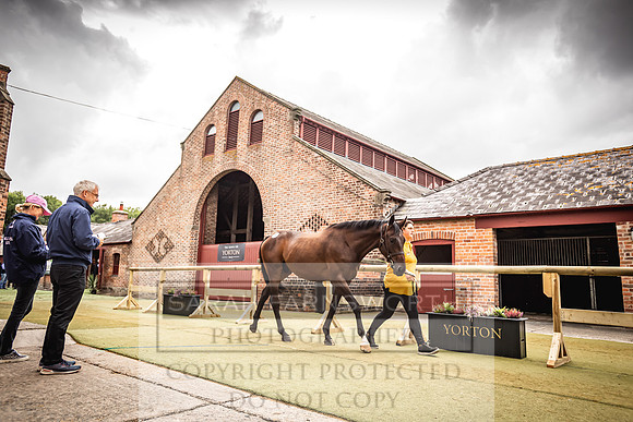 Goffs Yorton Sale 2022-148