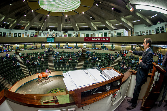 Goffs Orby 2015 -569