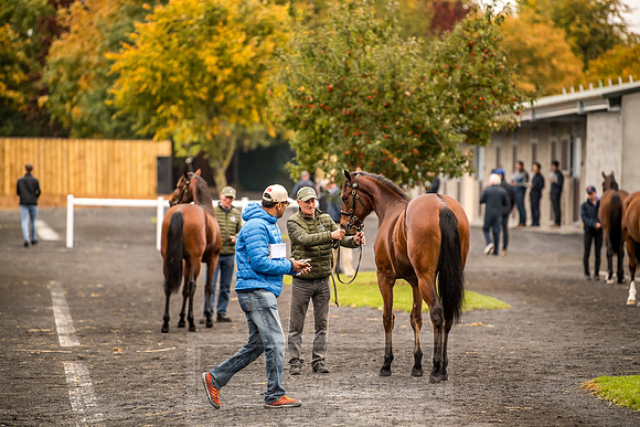 Goffs Orby 2018 Day 1-26