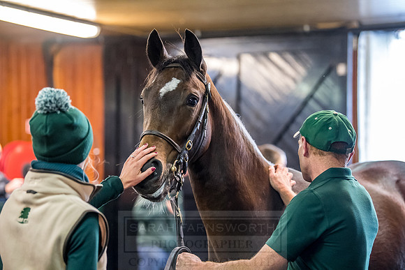 Goffs Orby 2018 Day 2-165