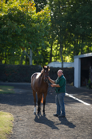 Goffs Orby14 CF7 287