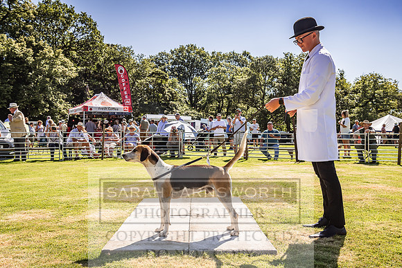 Rydal Hound Show 2022-25