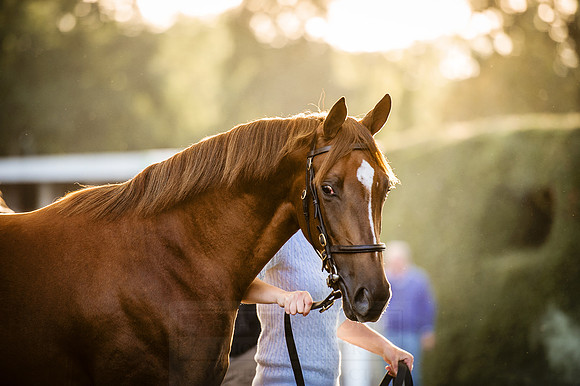 Goffs Orby 2015 -432