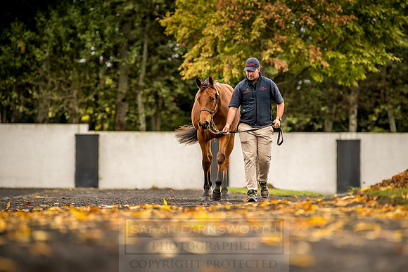 Goffs Orby 2018 Day 1-98