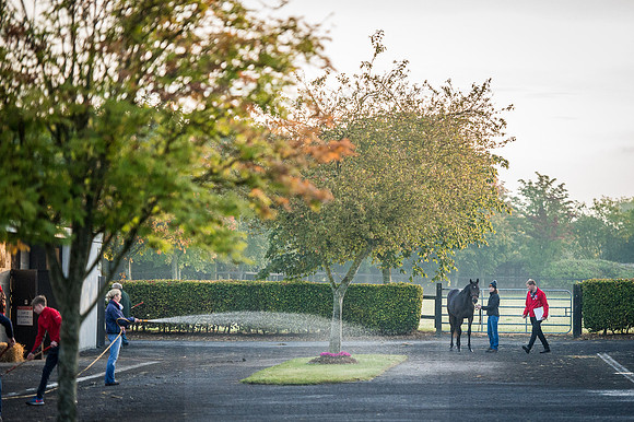 Goffs Orby 2015 -104